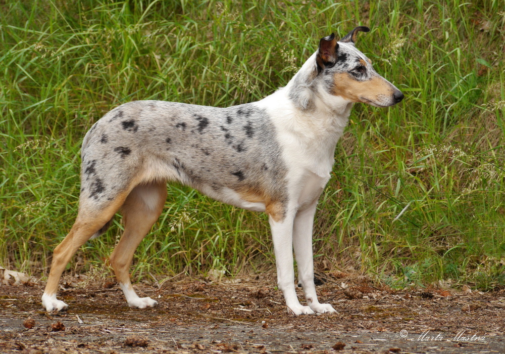 Feidra Bohemia Elenor